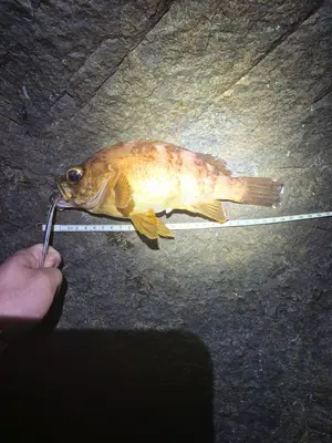 볼락 조과 사진