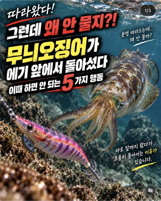 에기 앞에서 돌아선 무늬오징어 카드뉴스 그림