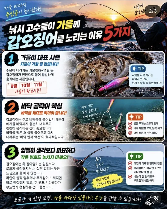 가을에 갑오징어를 노리는 이유 1~3 카드뉴스 그림