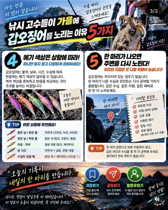 가을에 갑오징어를 노리는 이유 4~5 카드뉴스 그림