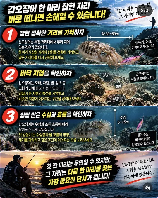 갑오징어 잡은 자리에서 볼 것 1~3 카드뉴스 그림