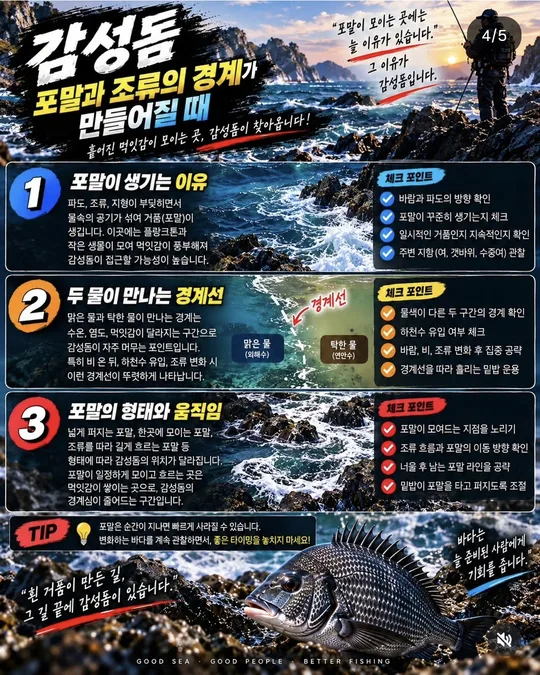 감성돔, 포말과 조류의 경계 카드뉴스 그림