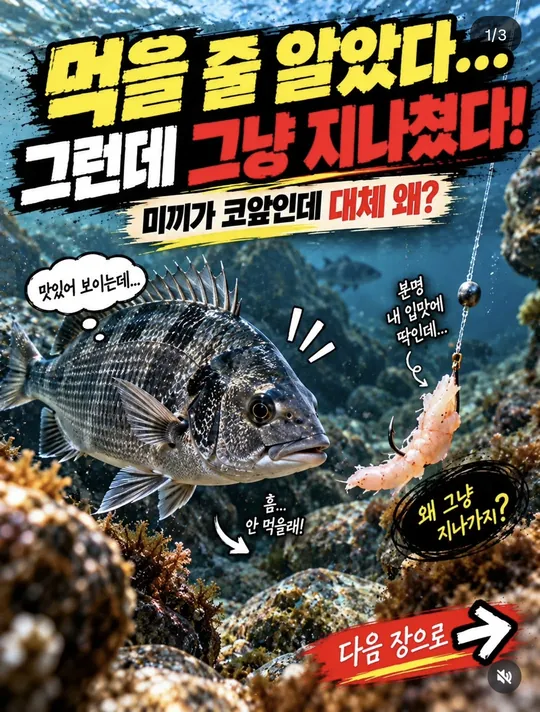 미끼를 그냥 지나친 감성돔 카드뉴스 그림