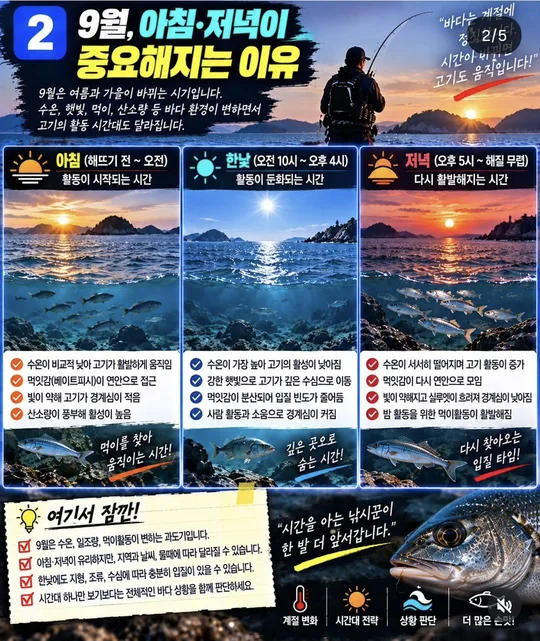 9월 감성돔, 아침·저녁이 중요한 이유 카드뉴스 그림