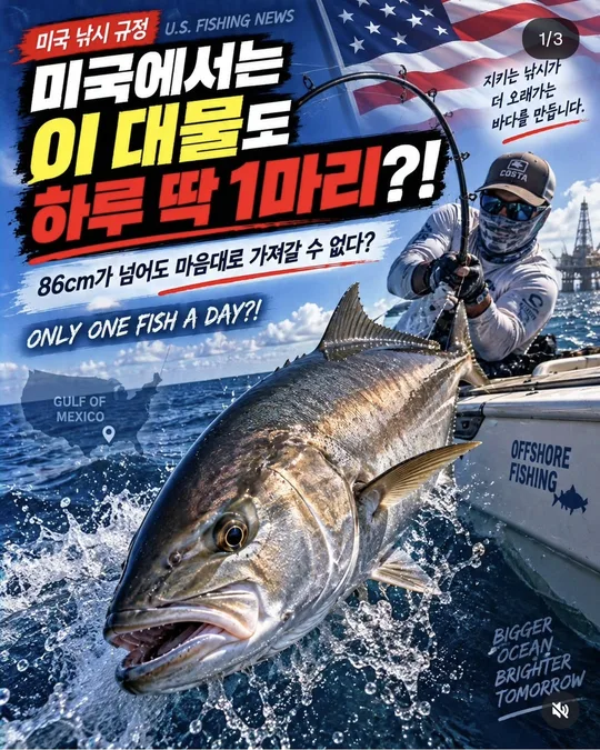 미국 앰버잭 하루 1마리 규정 카드뉴스 그림