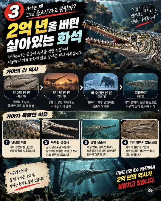 2억 년을 버틴 살아 있는 화석 카드뉴스 그림