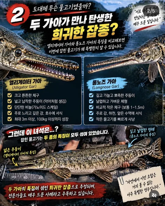 두 가아가 만난 희귀한 잡종 카드뉴스 그림
