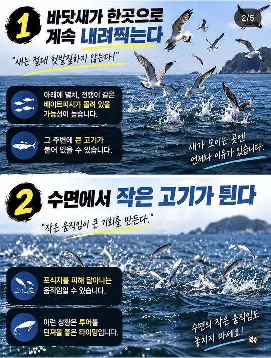 바닷새가 내리꽂고 작은 고기가 뛸 때 카드뉴스 그림