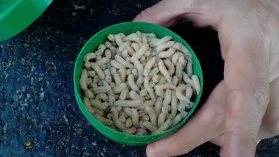 구더기