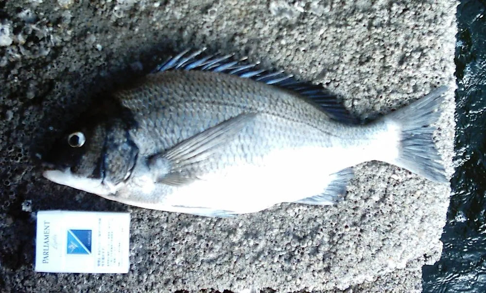 감성돔 — 일본 기소강 하구에서 낚은 감성돔(41.7cm)