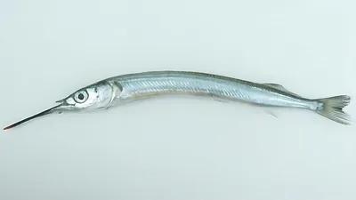 학꽁치 사진
