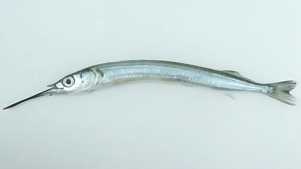 학꽁치 — 제주도 조수웅덩이에서 채집한 학꽁치(학공치) 표본(표준체장 77.3mm)